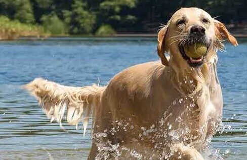 Zoonotic Potential of Leptospirosis