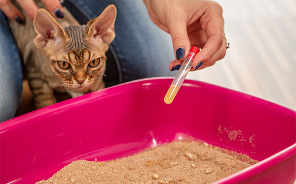 Why Do a Urinalysis?