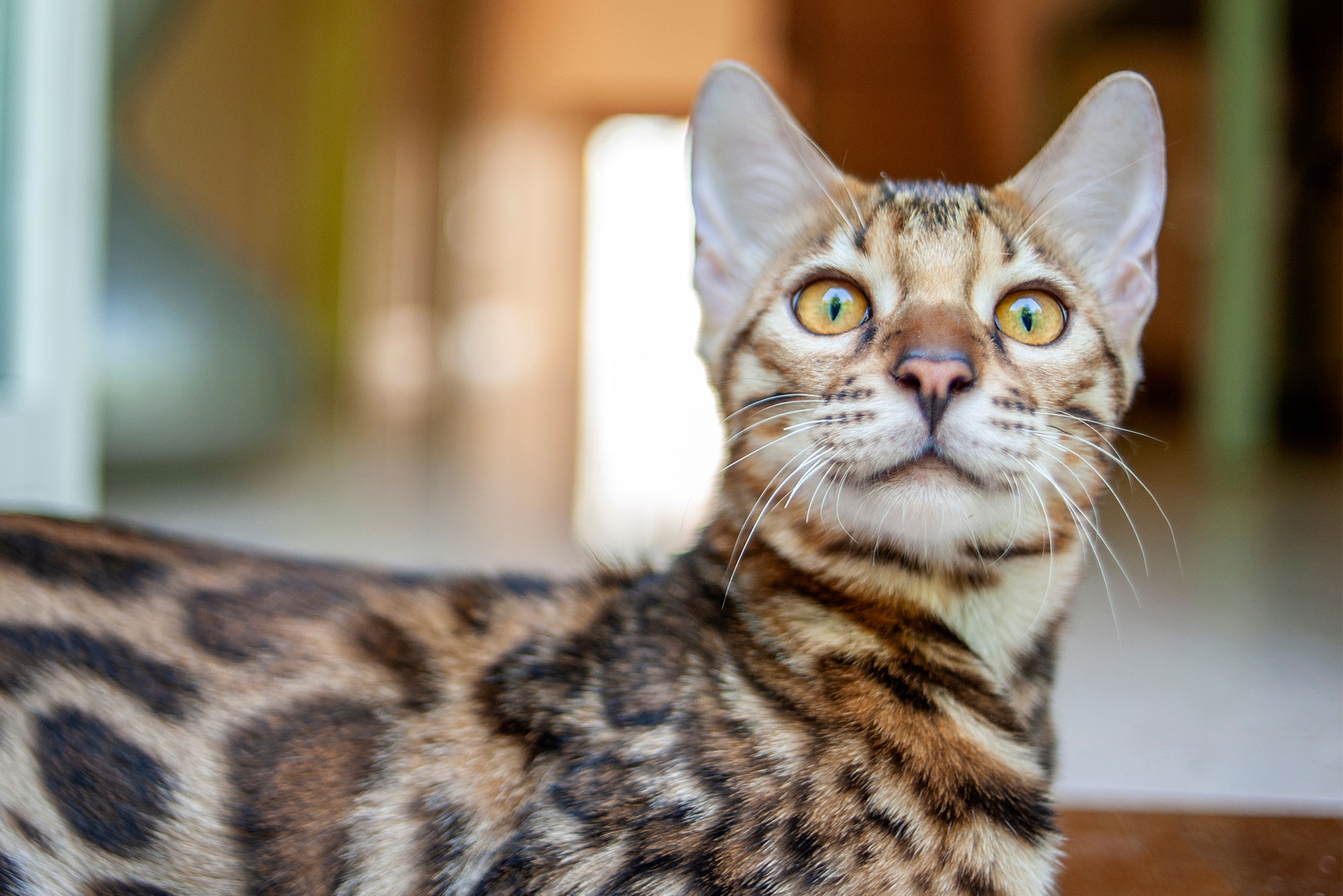 Case Study: Viper vs. Diarrhea (Tritrichomonas blagburni)  