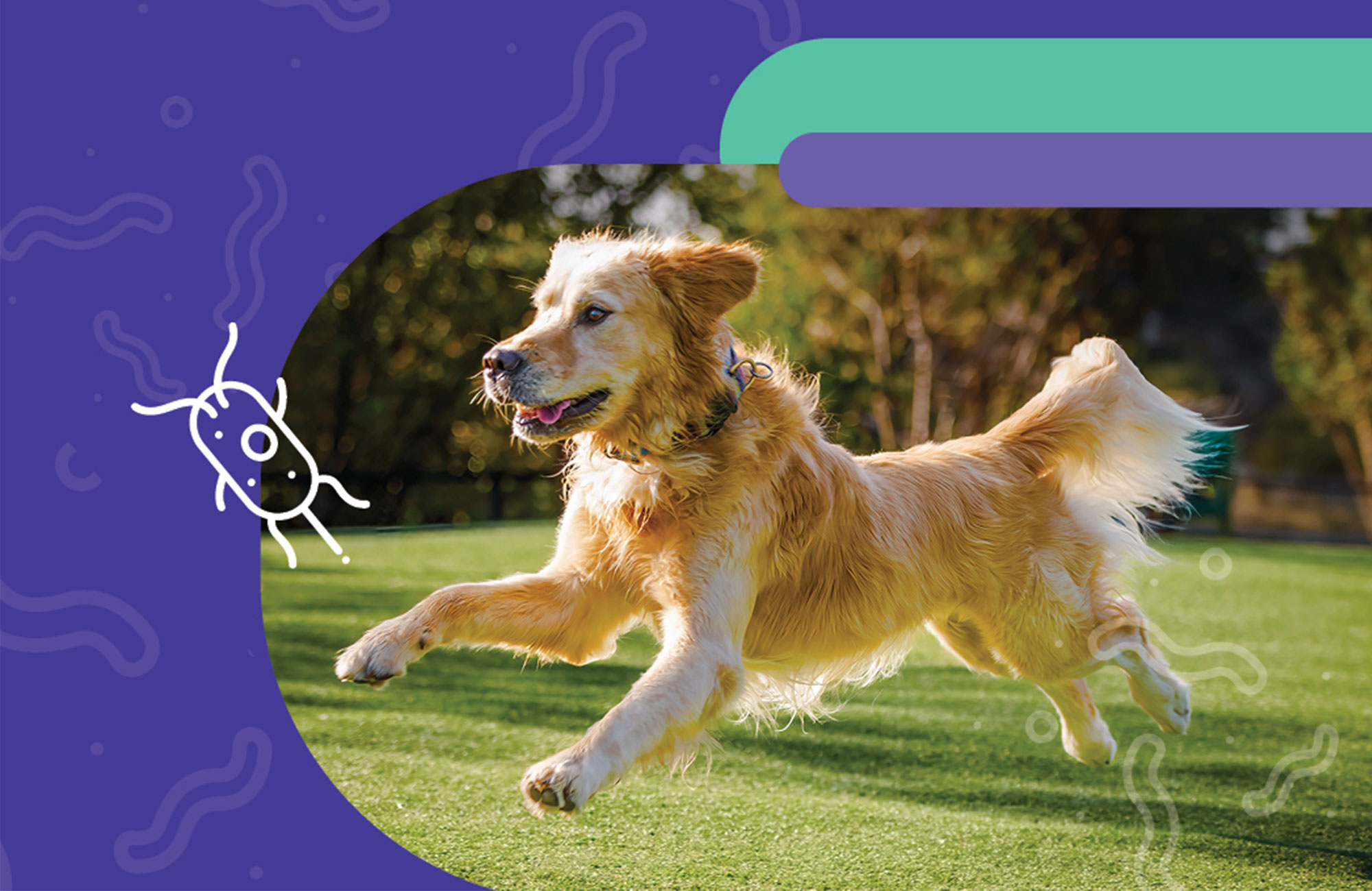 Stay Ahead of Parasites with Diagnostically Superior Screening.