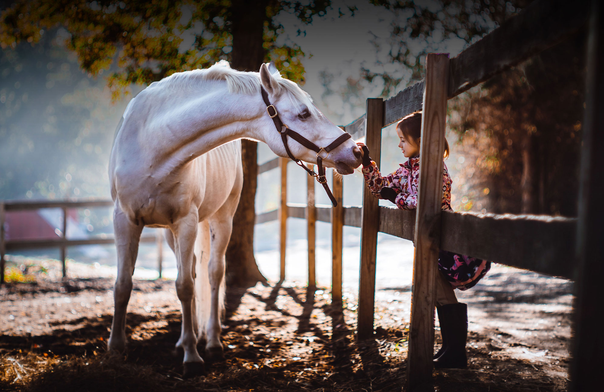 Register now for the MARS EQUESTRIAN™ Equine Veterinary Continuing Education Series to be held Nov. 2