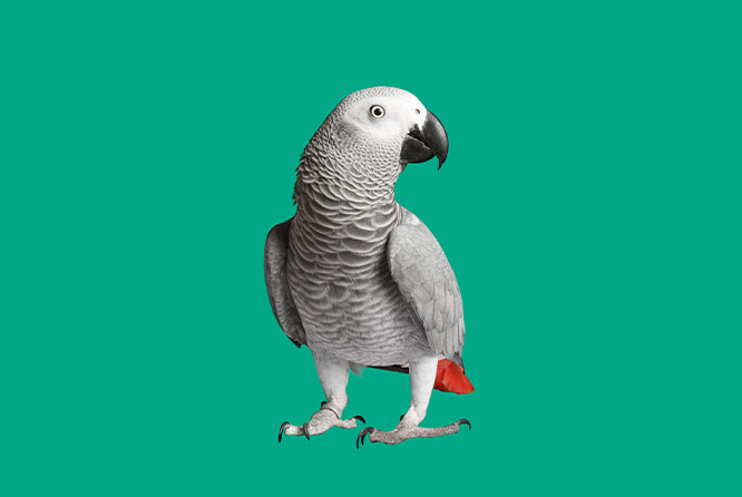 Unlocking the Secrets of Exotic Animal Biopsies: Q&A with Dr. Sierra Imanse