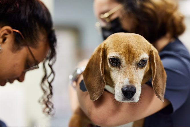 Liquid Gold: The Power of Wellness Testing and Advanced Diagnostics in Identifying Occult Disease