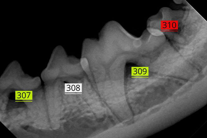 Antech™ Launches RapidRead™ Dental, the AI-Powered Radiology Interpretation Tool Revolutionizing Veterinary Dentistry