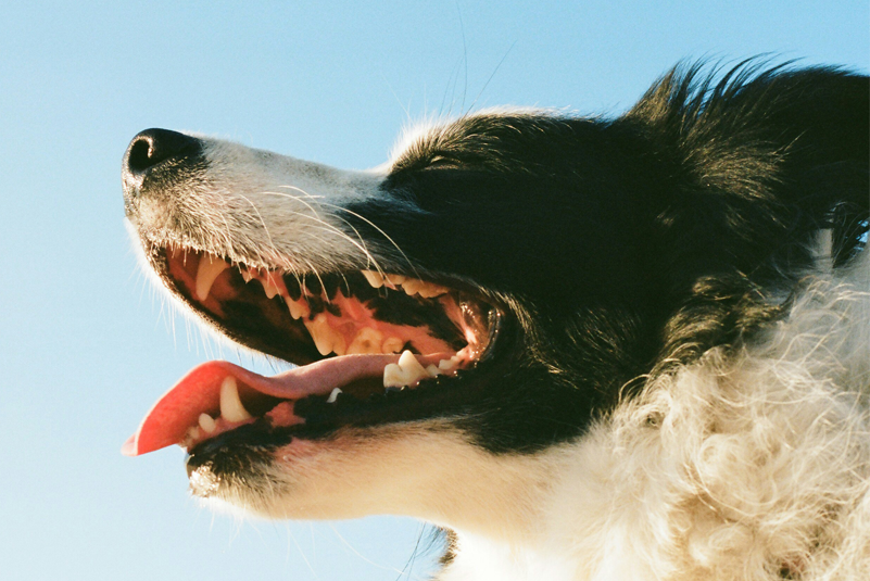 RapidRead™ Dental: Delivering on the Promise of AI in Veterinary Dentistry