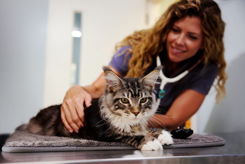 Healthy Pets, Healthy Bottom Line: A Win-Win with Preventive Care